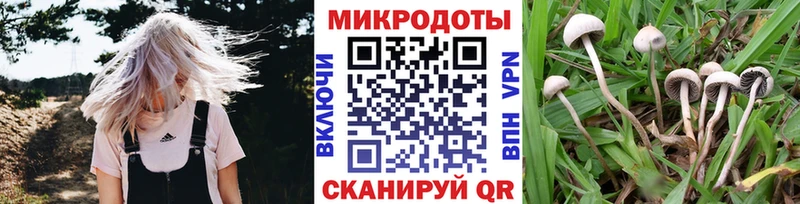 Галлюциногенные грибы Psilocybe  площадка формула  Ржев 